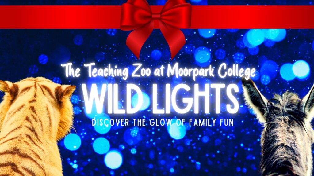 “Wild Lights” at the Moorpark College Teaching Zoo – and Pizza too!